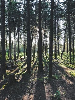 Guide til Beskæringer: Sikkerhed og Effektivitet for Din Have
